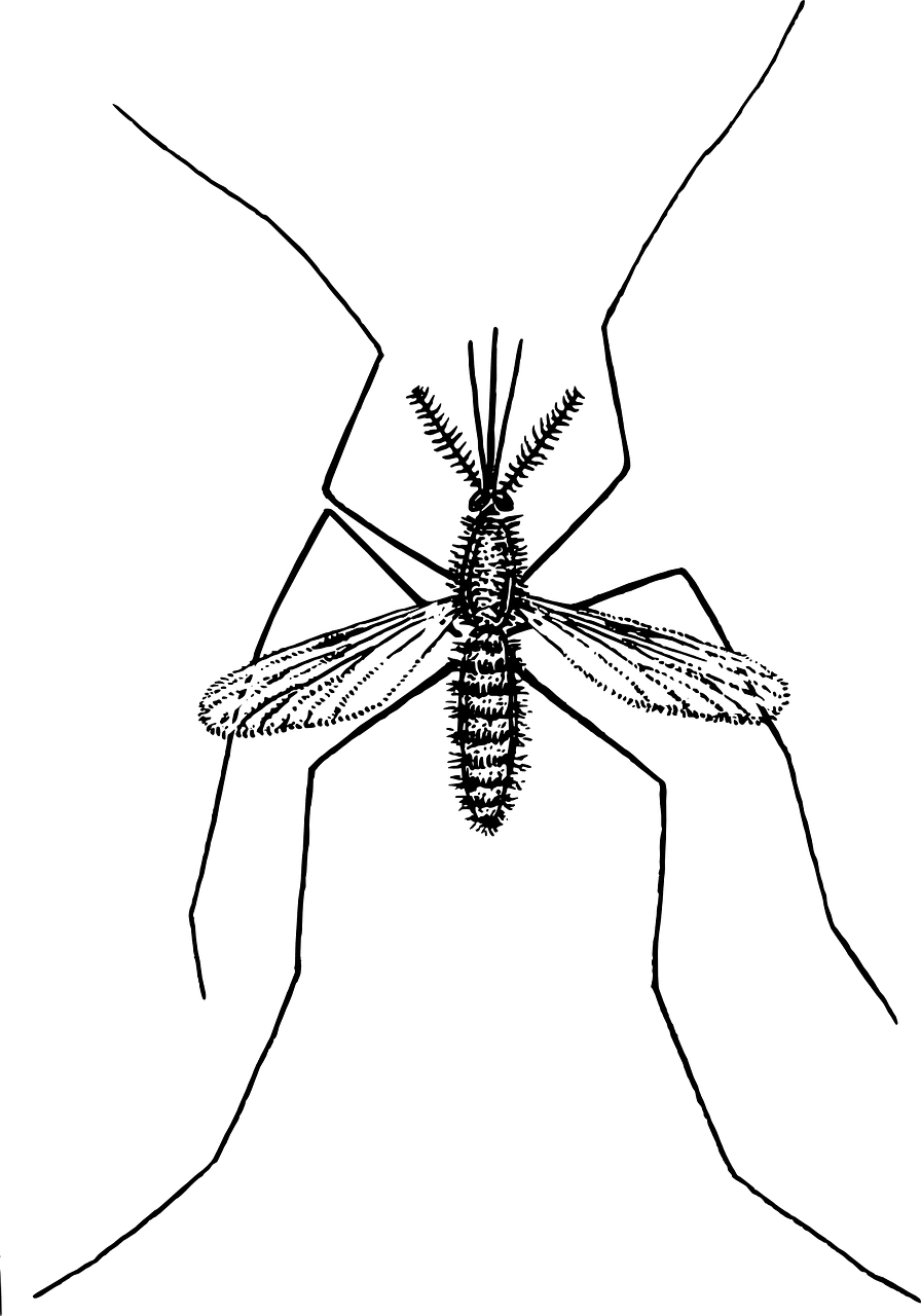 הדברת יתוש